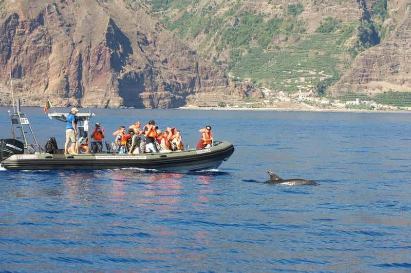Billet Depuis Calheta : Observation des baleines et des dauphins de Madère en bateau