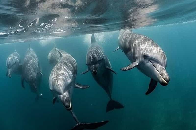 Billet Galveston : tour en bateau pour observer les dauphins dans la baie de Galveston