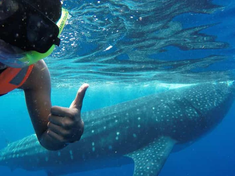Billet Île Holbox : nage avec les requins-baleines, tout compris