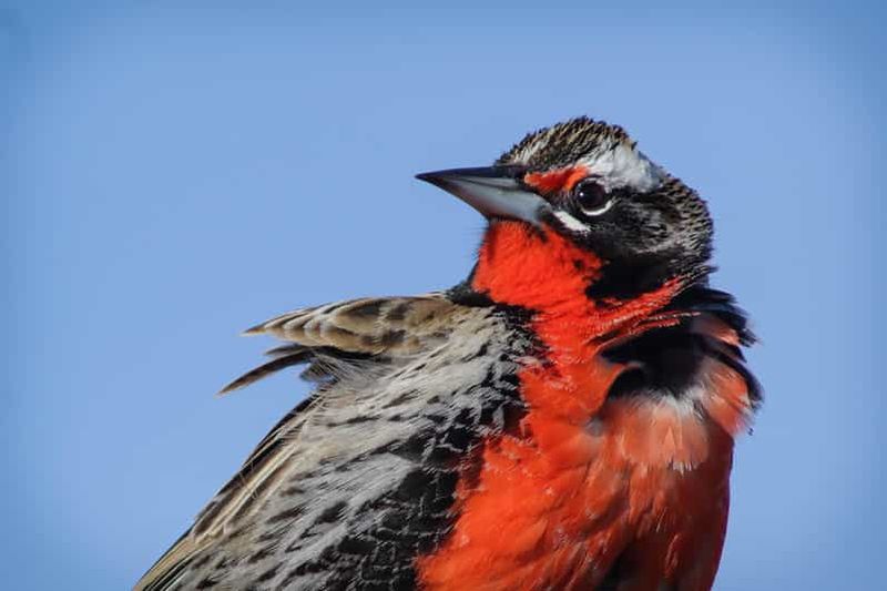 Billet Visite guidée pour découvrir les oiseaux de la Patagonie argentine à Santa Cruz