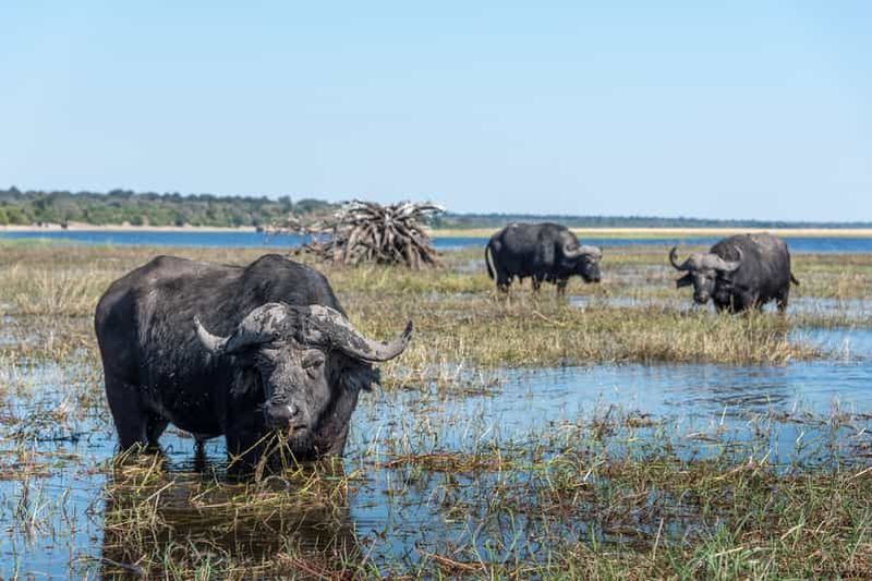 Billet Parc national de Chobe : excursion, safari et croisière fluviale