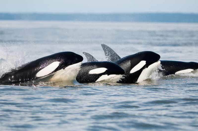 Billet Parksville : Demi-journée d'aventure avec les baleines et la faune