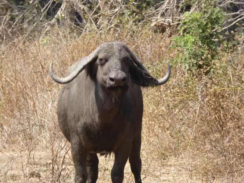 Billet Mfuwe : safari de 5 jours dans le sud du Luangwa avec camping et repas