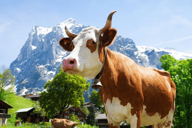 Billet Au départ de Zurich : Tour du chocolat et du fromage en Appenzell