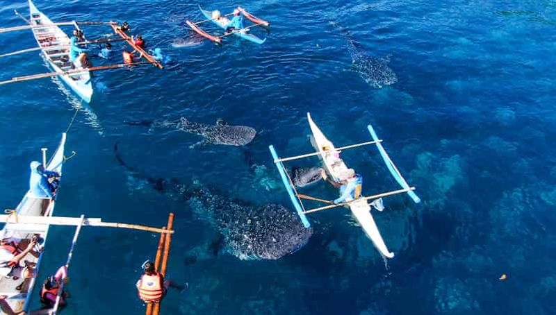 Billet Cebu : excursion de plongée sous-marine avec des requins-baleines à Oslob