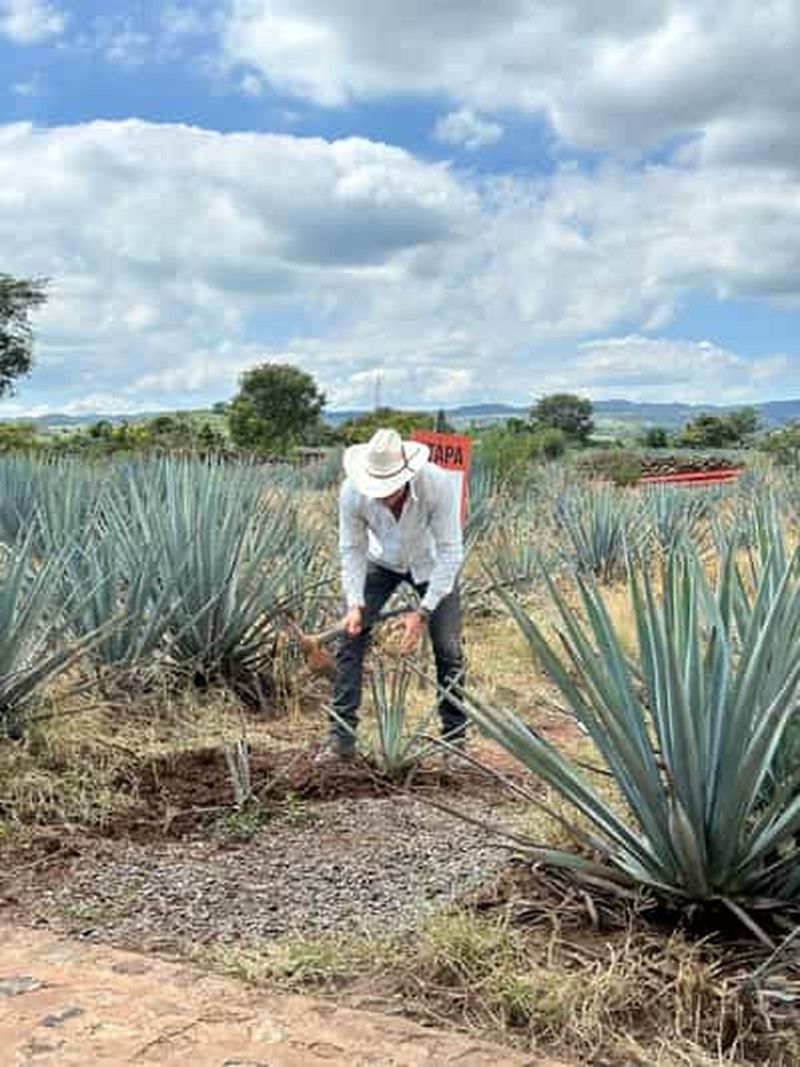 Billet Guadalajara : Visite de la Tequila de qualité supérieure avec dégustations et accords.