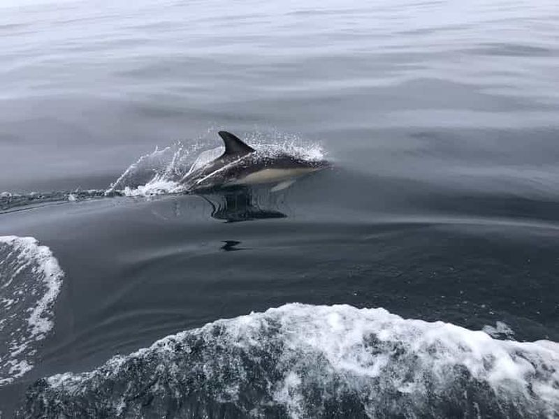 Billet Salema : Observation des dauphins