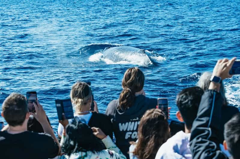 Billet Excursion d'observation de baleines de 2 heures et demie avec Spirit of Gold Coast