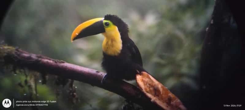 Billet Mindo : journée complète d'observation des oiseaux.