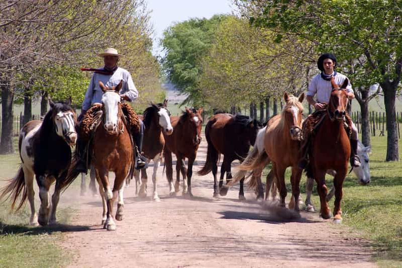 Billet Buenos Aires : Visite guidée d'un ranch pour les Gauchos