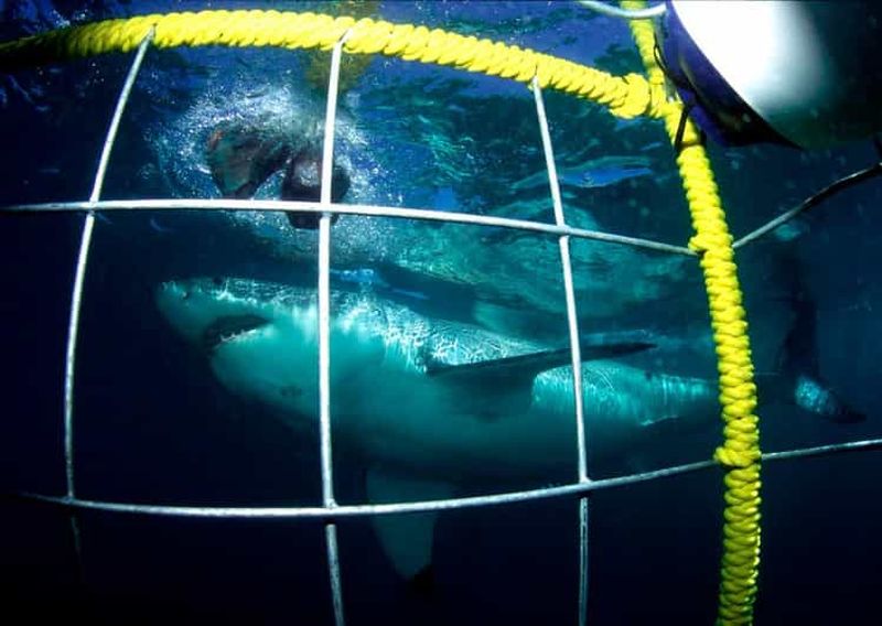 Billet Le Cap : excursion de plongée en cage avec les requins (avec petit-déjeuner et déjeuner)