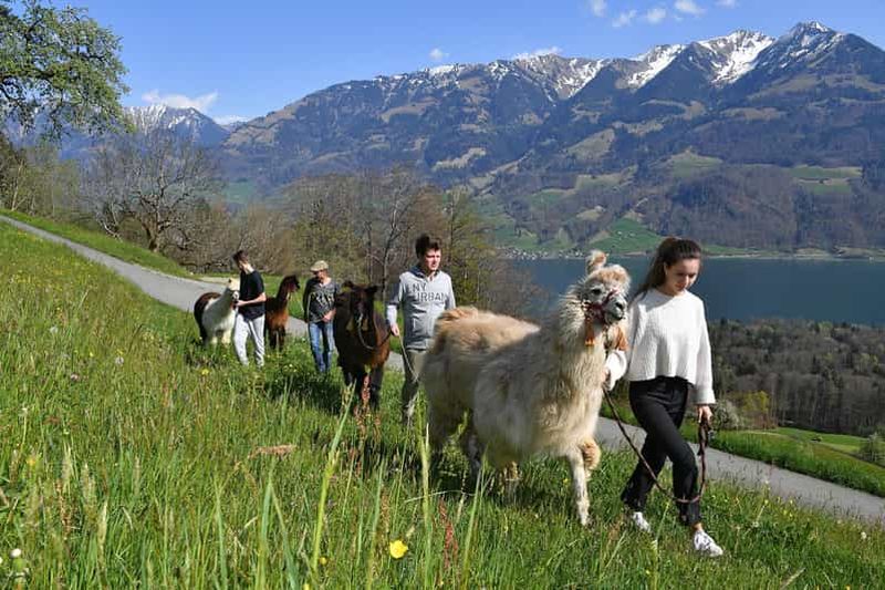 Billet Stalden OW : visite de la ferme et randonnée facile avec des lamas dans le panorama de montagne