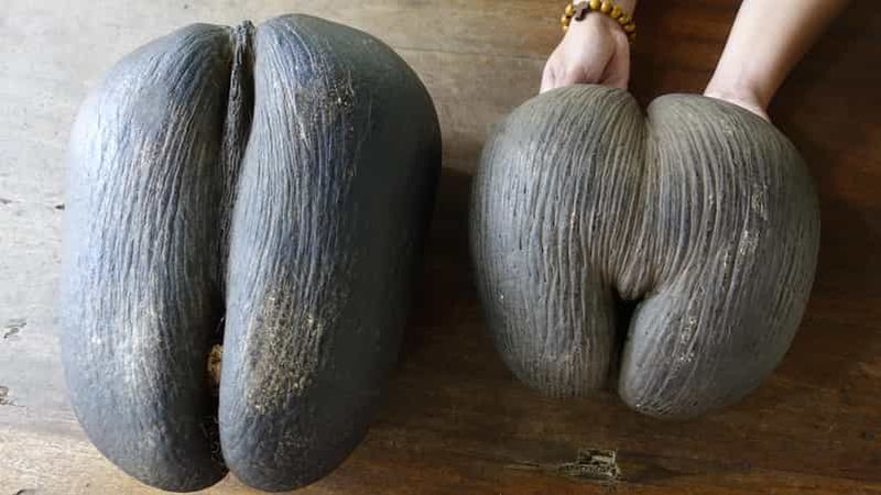 Billet Praslin : Excursion d'une journée à la Vallée de Mai et à la plage de l'Anse Lazio