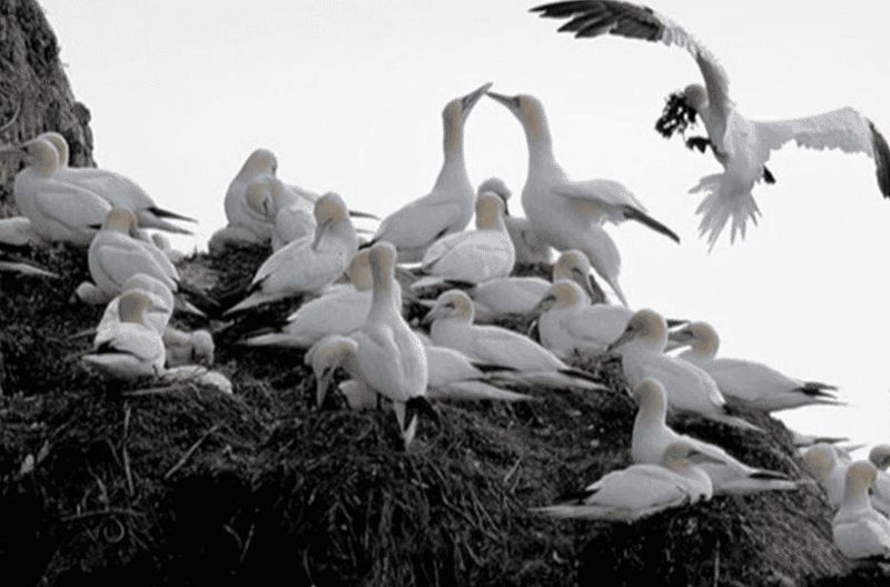 Billet Excursion à Honningsvåg : aventure safari ornithologique