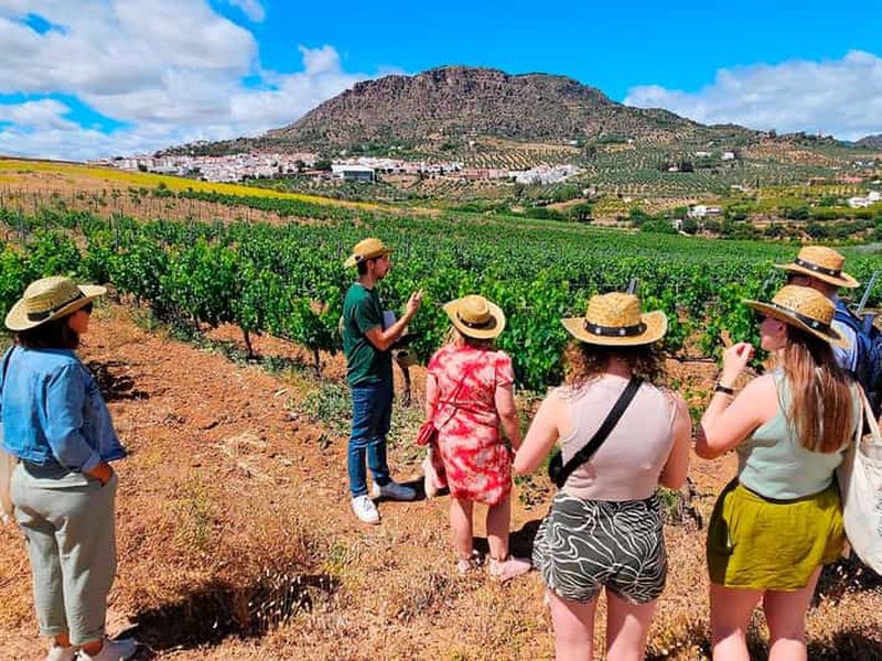 Billet Malaga : Village blanc, vignoble et dégustation de vin