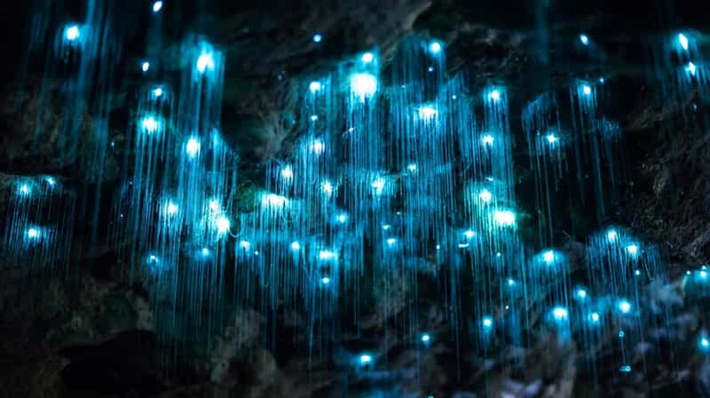 Billet Brisbane : visite en bus à arrêts multiples des grottes de Glow Worm