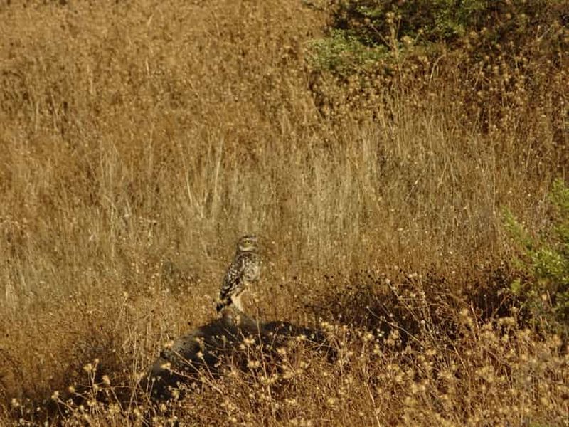 Billet Observation des oiseaux dans les Pré-Andes : sentiers calmes