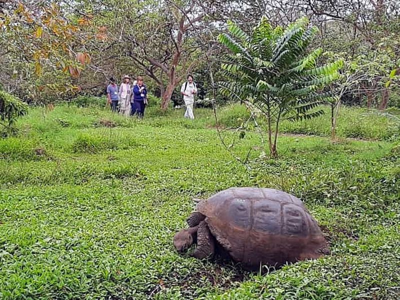 Billet Transfert aéroport à Puerto Ayora avec visite des hauts plateaux