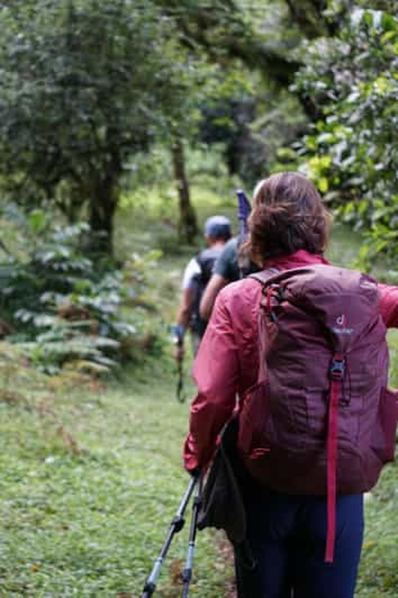 Billet Moshi : Randonnée d'une journée *tout compris* sur le Kilimandjaro (route de Marangu)