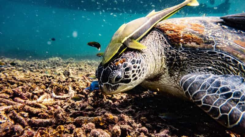 Billet Ko Tao : Excursion matinale à l'oasis sereine de Ko Nangyuan par Oxygen