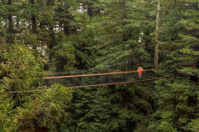 Billet Auckland : les incontournables de Rotorua avec la Redwoods Treewalk et le spa
