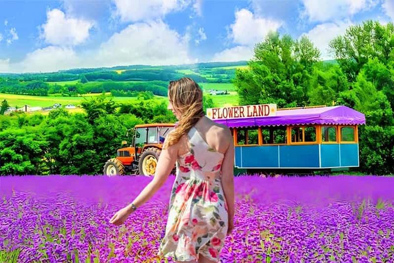 Billet Sapporo : Hokkaido, Biei, Furano, mer de fleurs, visite, déjeuner buffet