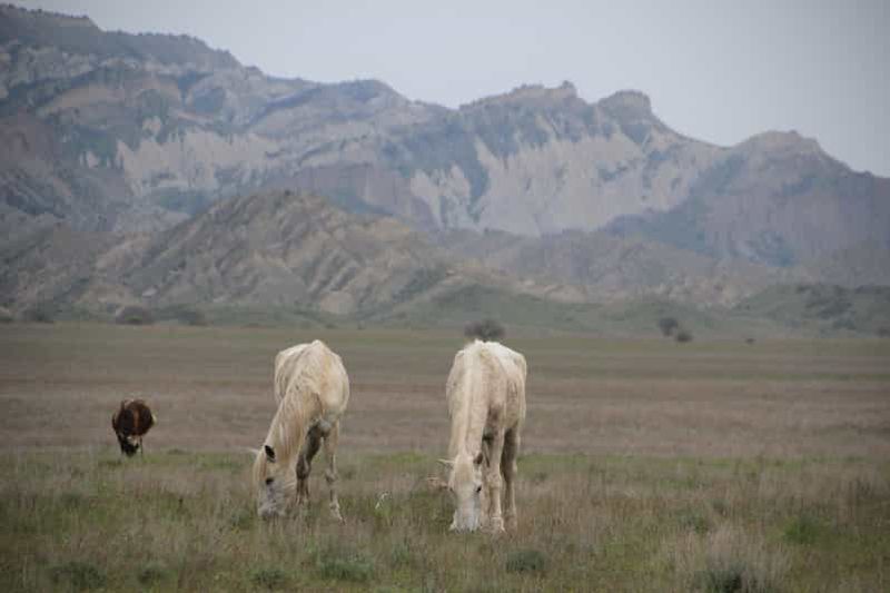 Billet Réserve naturelle de Vashlovani : Randonnée à cheval