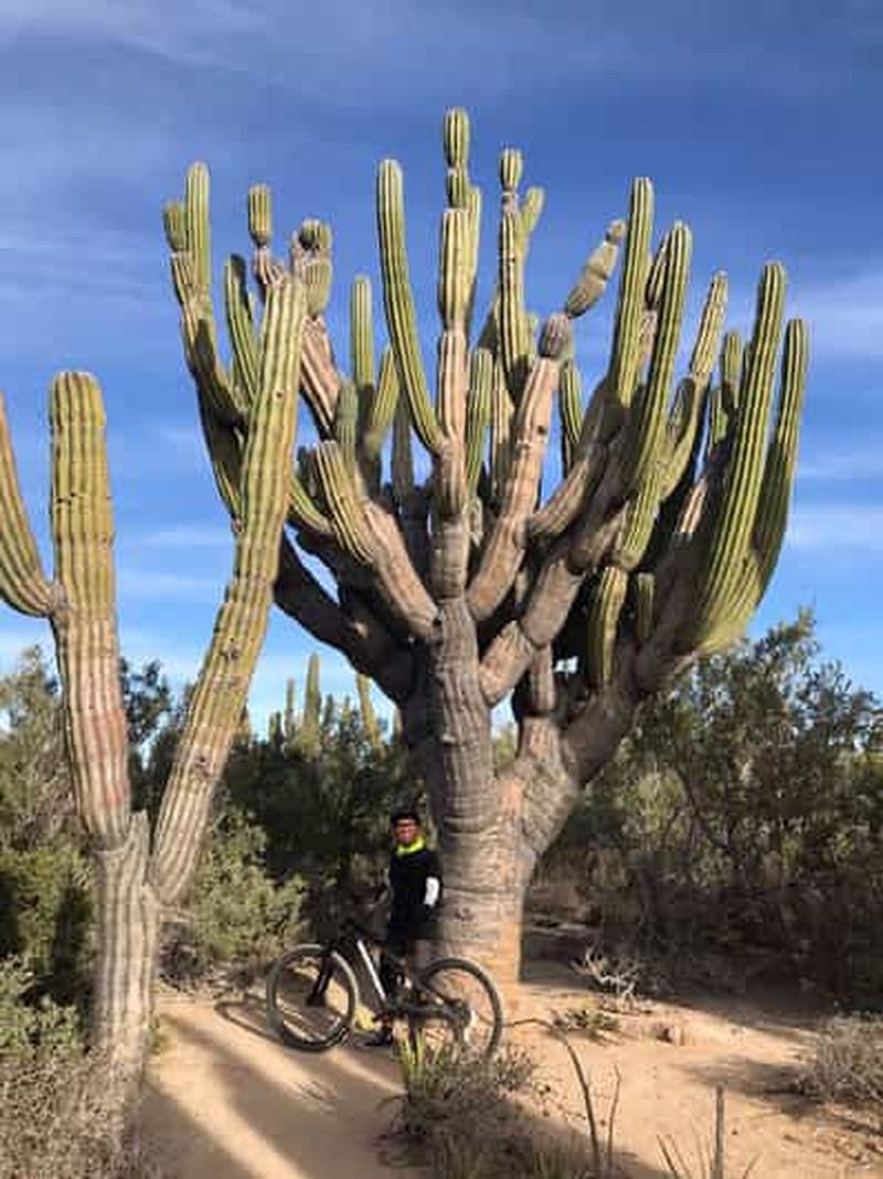 Billet Visite guidée à vélo de la forêt de cactus à La Ventana