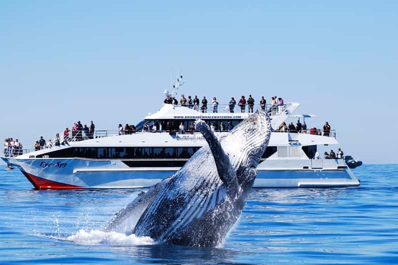 Billet Brisbane : croisière d'observation des baleines avec déjeuner