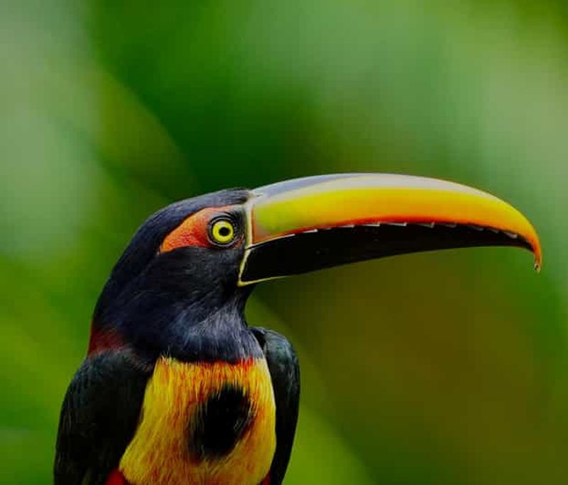 Billet Manuel Antonio : Excursion exclusive pour l'observation des oiseaux
