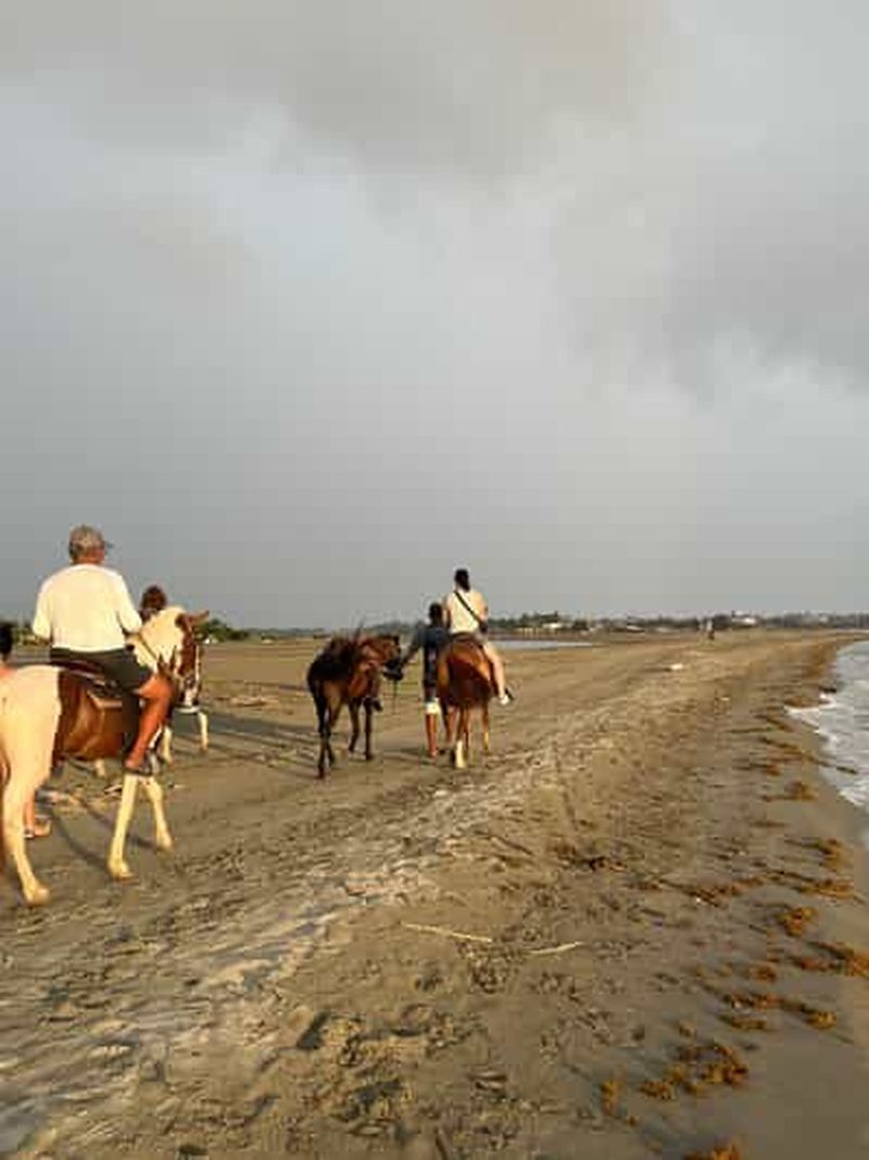 Billet Promenade à cheval sur la plage au coucher du soleil : découvrez Carthagène avec une saveur locale