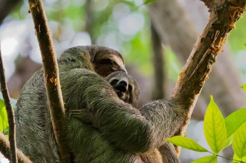 Billet Parc Manuel Antonio : Visite guidée à pied avec un naturaliste