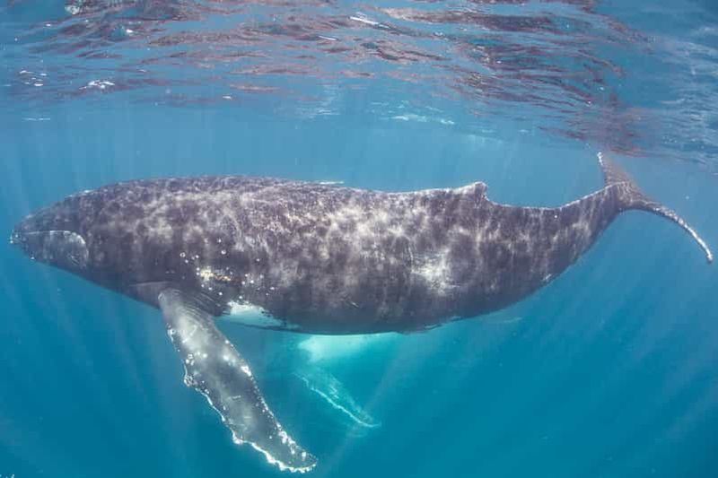 Billet Australie occidentale : Nagez avec les baleines à bosse