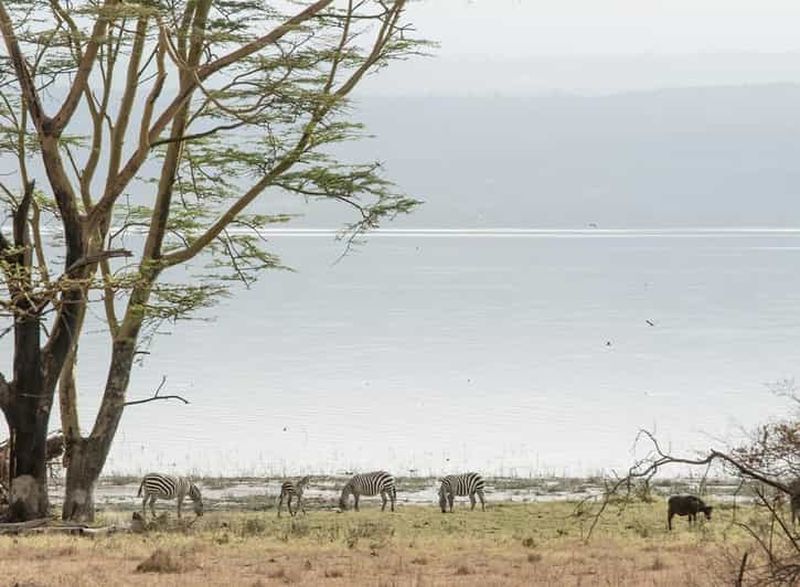 Billet Parc national du lac Nakuru : excursion d'une journée en jeep 4x4 privée