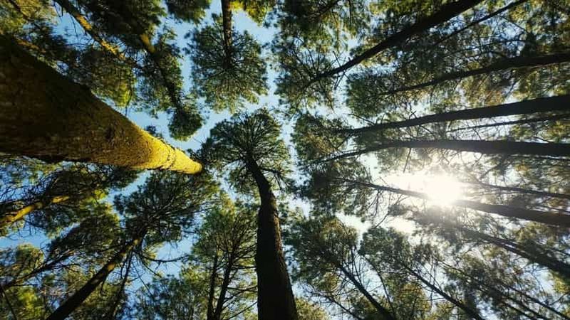 Billet Aventure à Thekkady : Safari en jeep hors route et visite de Vagamon