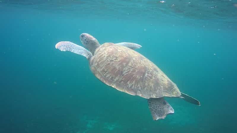 Billet Martinique: Croisière et snorkeling avec les tortues, poissons et coraux