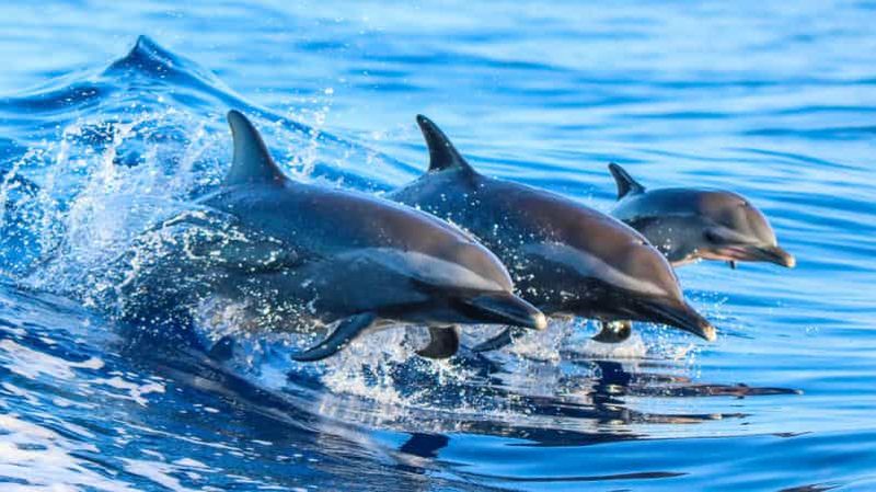 Billet Side : excursion en bateau à l'île aux dauphins avec déjeuner et boissons à volonté
