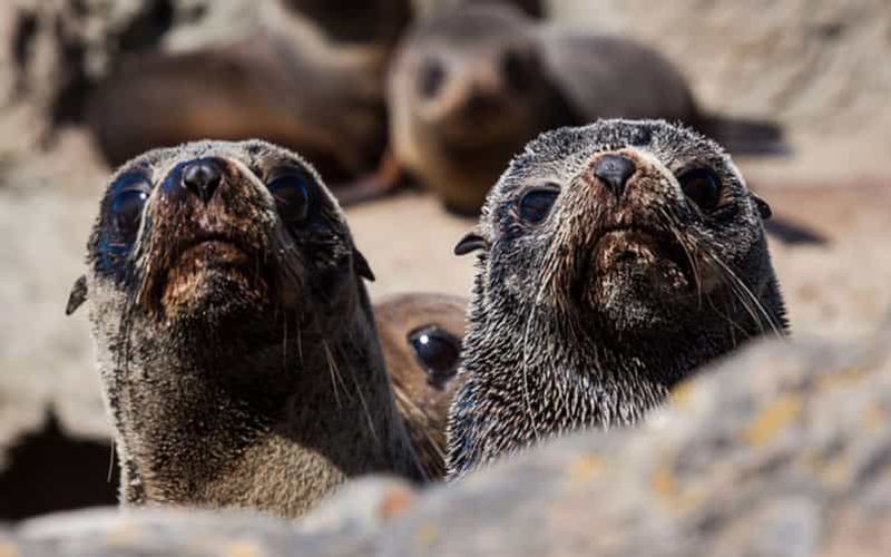 Billet Christchurch : visite d'une journée pour l'observation des baleines à Kaikoura
