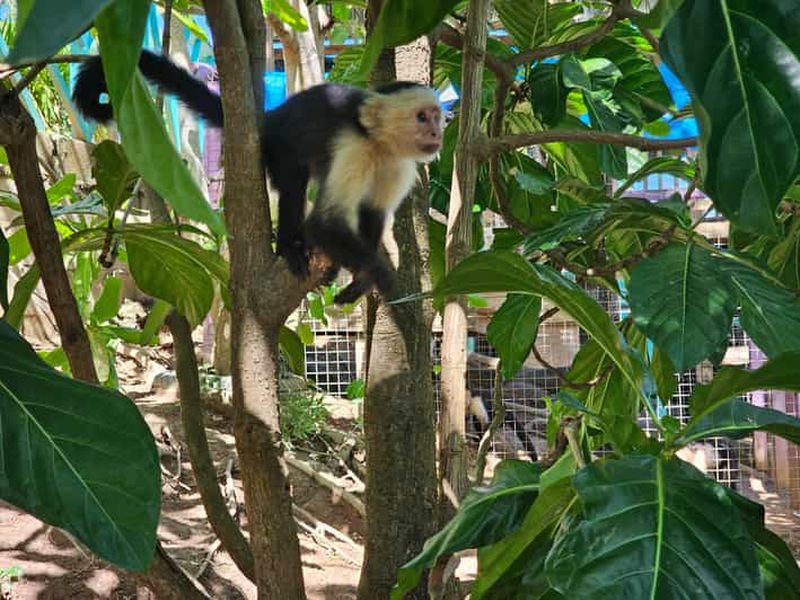 Billet Excursion à Roatan pour observer les singes et les paresseux et faire de la plongée en apnée