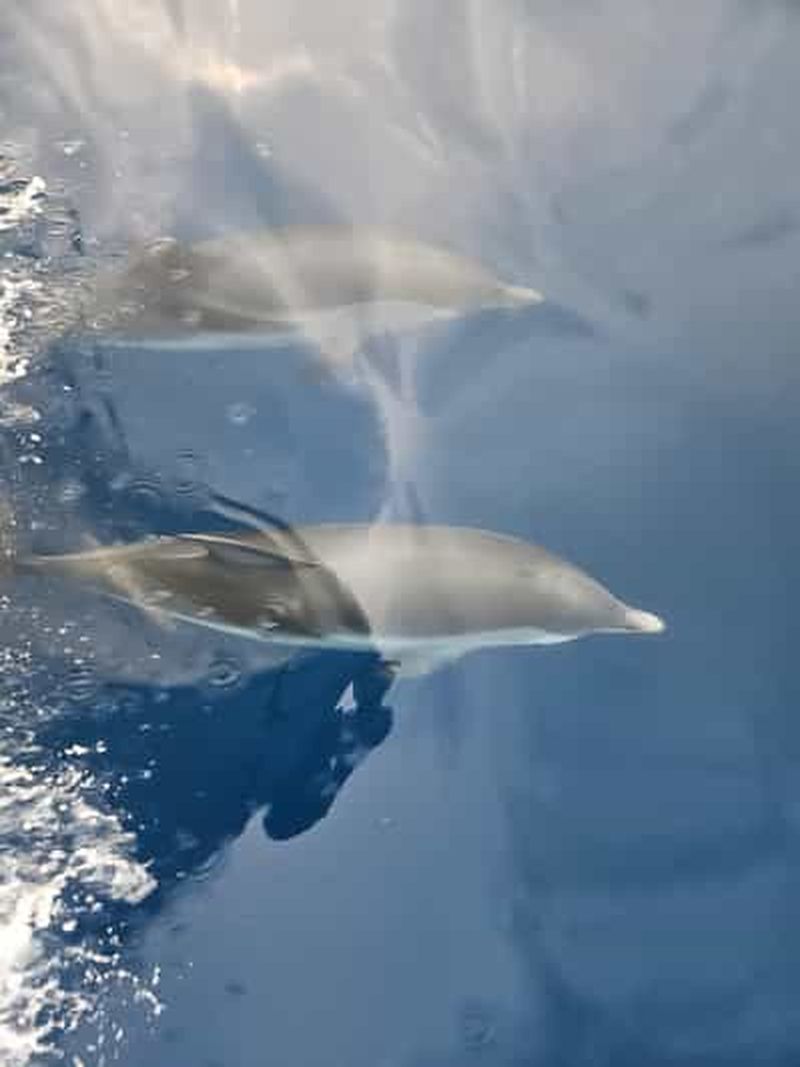 Billet Taormine : sortie en bateau privée, observation de dauphins et snorkeling