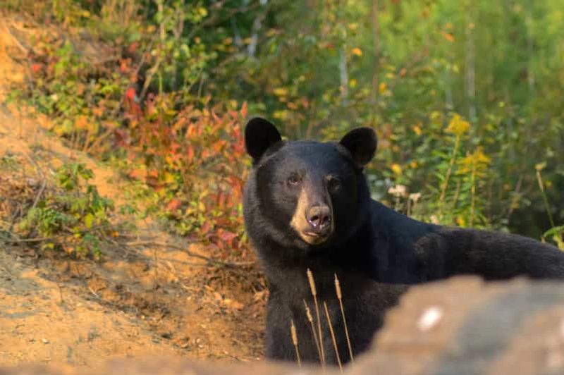 Billet Tadoussac (15 min) : observation des ours noirs avec un guide spécialiste