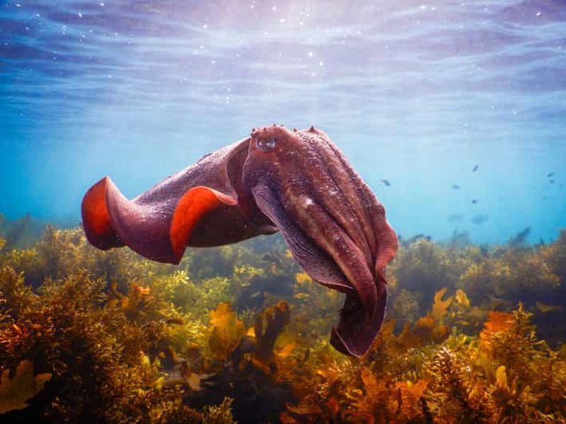Billet Snorkeling dans la magnifique réserve marine de Sydney