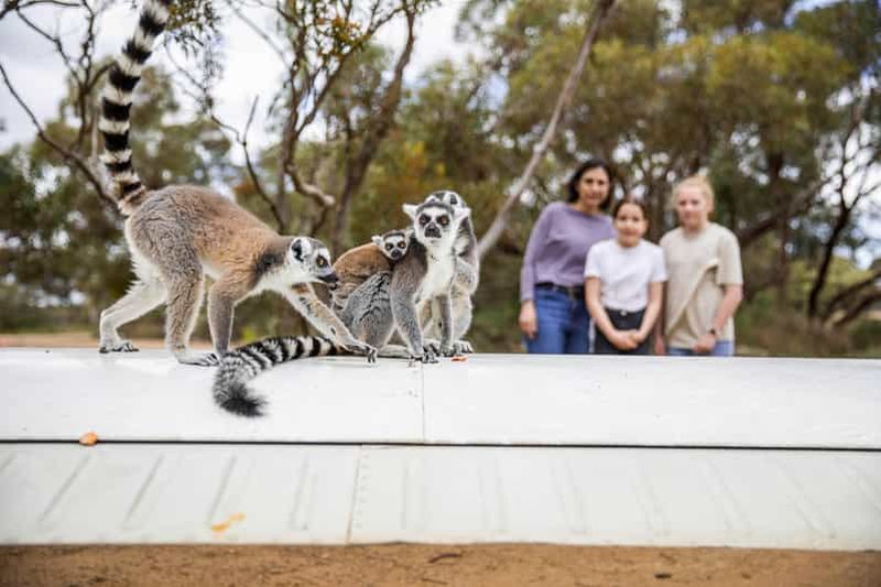Billet Expérience au pays des lémuriens et journée au parc safari de Monarto