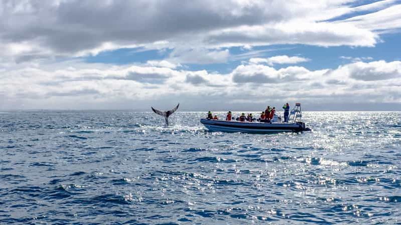 Billet Observation des baleines à Reykjavik en bateau rapide