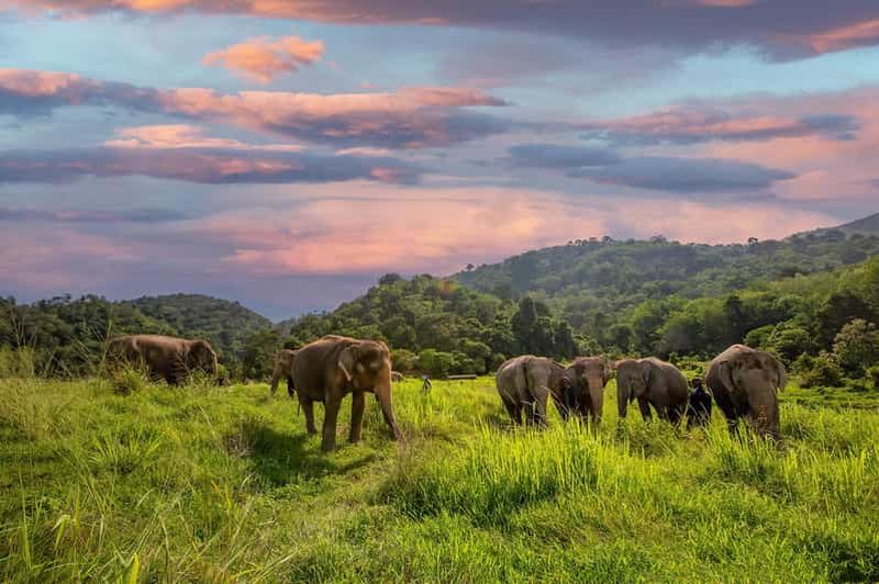 Billet Phuket : Visite à pied et nourrissage au sanctuaire du parc des éléphants de Bukit