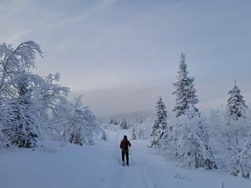 Billet Ylläs : excursion guidée de ski nordique dans la nature sauvage de Laponie