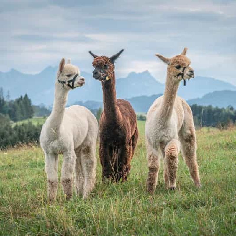 Billet Allgäu : randonnée de 2 heures et demie avec des alpagas