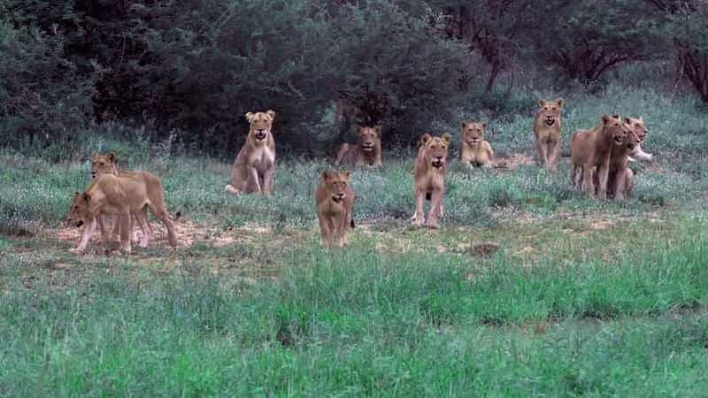 Billet 3 jours de safari Kruger en avion au départ de Johannesburg