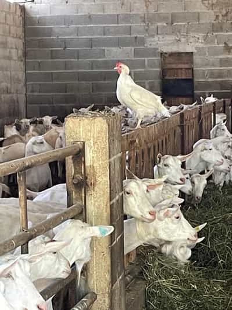 Billet Visite privée des Alpilles : Saint-Rémy-de-Provence & les Baux-de-Provence