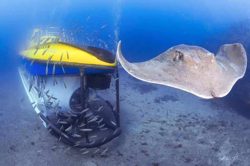 Billet Sud de Ténérife : plongée sous-marine de 50 minutes